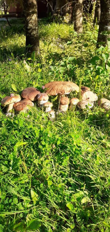 Cabana Valea Stanciului Rachitele Esterno foto